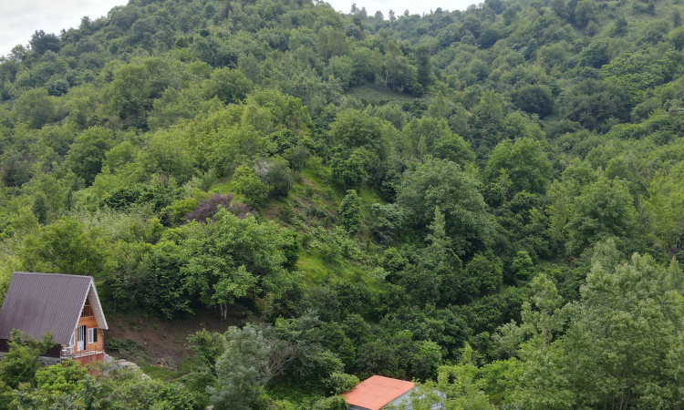 اجاره کلبه سوئیسی جنگلی آسایش