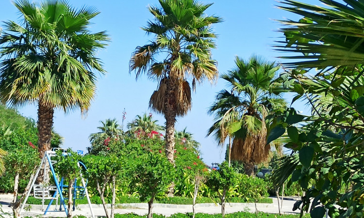 اجاره آپارتمان دو خواب کیش(E1 اول شرقی)