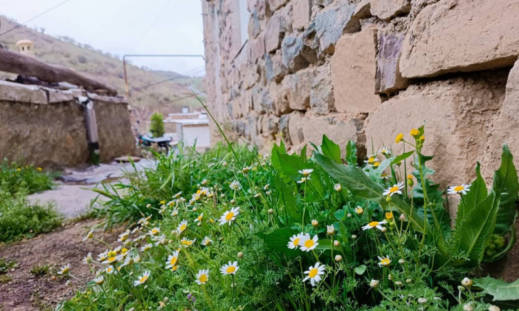 اجاره ویلا یک خوابه نزدیک به روستای پالنگان