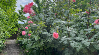 اجاره اقامتگاه یک خوابه یاس ویو بی نظیر