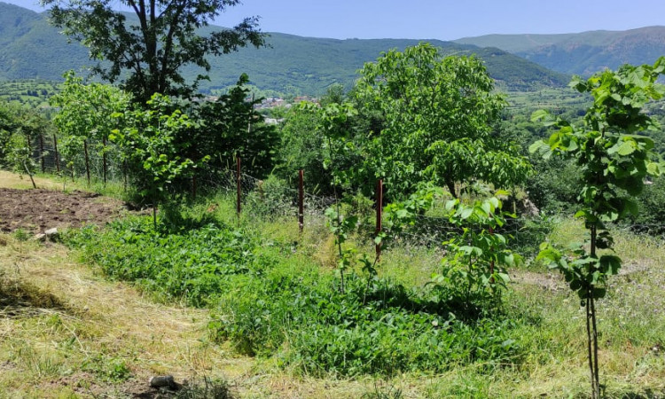 اجاره ویلا باغ تک خواب بره سر