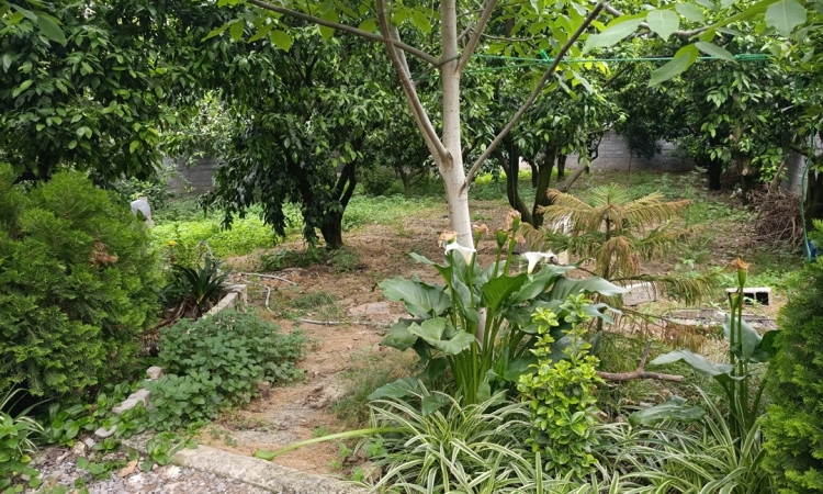 اجاره ویلا یک خواب باغ خونه سبز