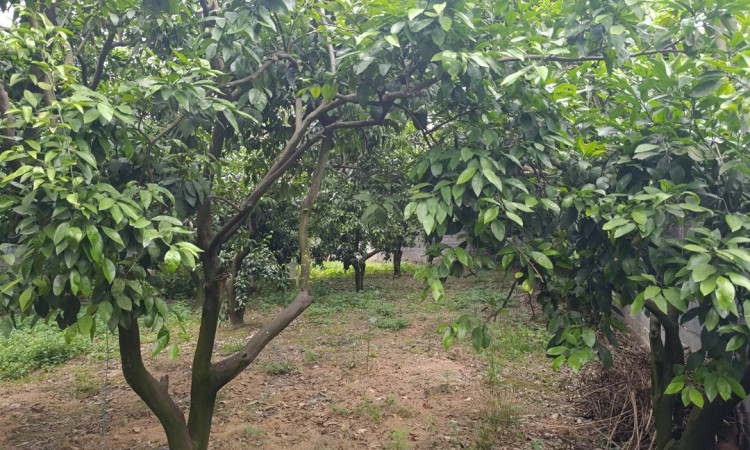 اجاره ویلا یک خواب باغ خونه سبز