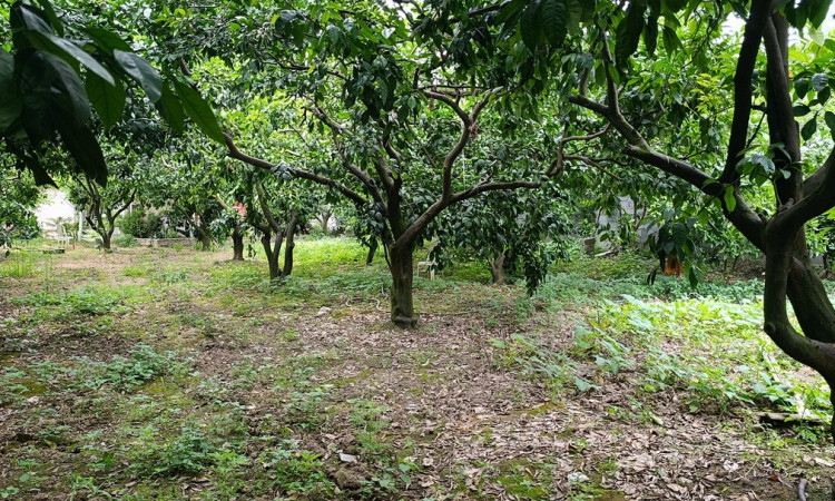 اجاره ویلا یک خواب باغ خونه سبز