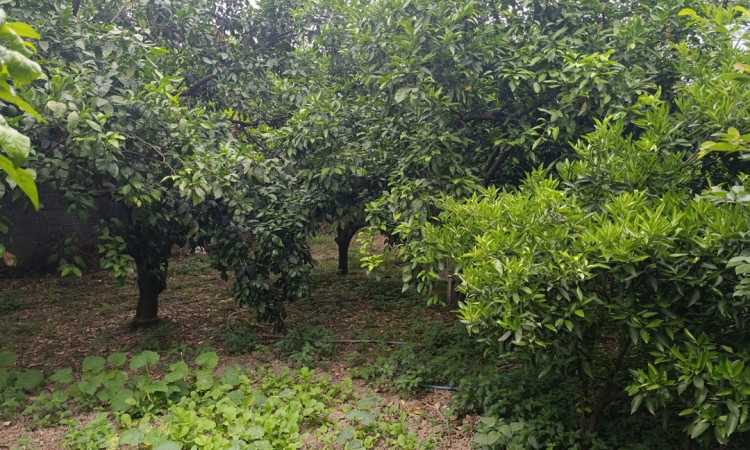 اجاره ویلا یک خواب باغ خونه سبز