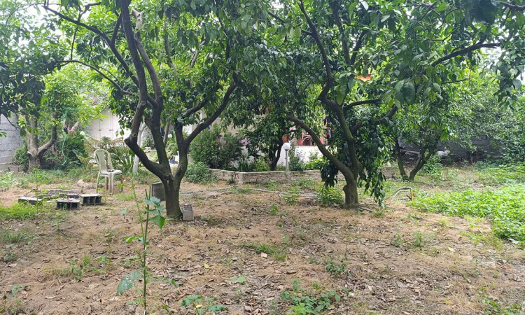 اجاره ویلا یک خواب باغ خونه سبز