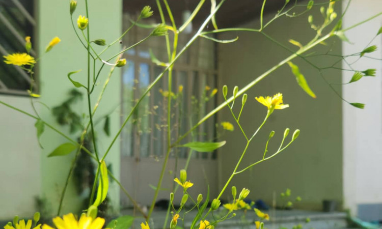 اجاره خانه سنتی هِسی هوم (درخت سیب)