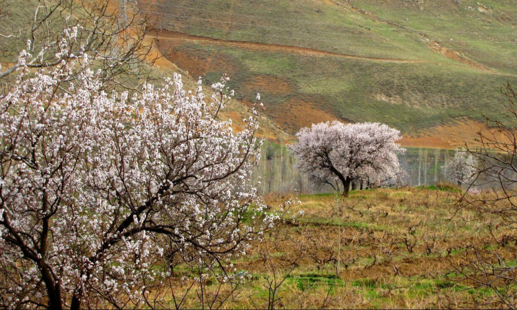 رزرو بوم گردی ترلان اتاق 5