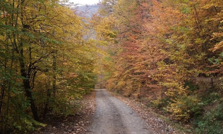 رزرو بوم گردی پونه آرام (بلوط)