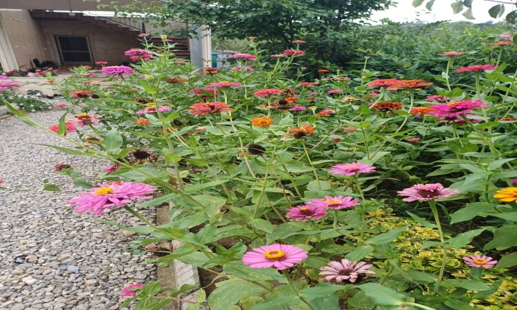 اجاره ویلا تک خواب ماهسو