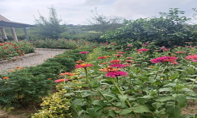 اجاره ویلا تک خواب ماهسو