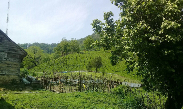 رزرو کلبه جنگلی روستای فوشه