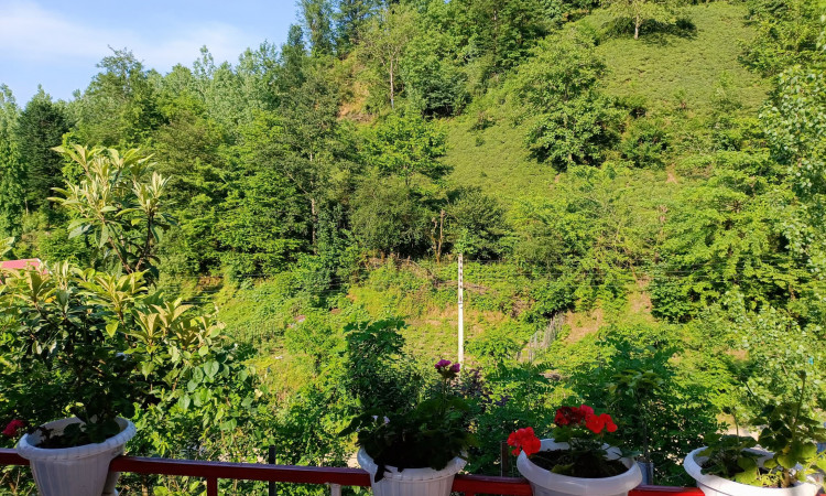 اجاره ویلای جنگلی زیتون