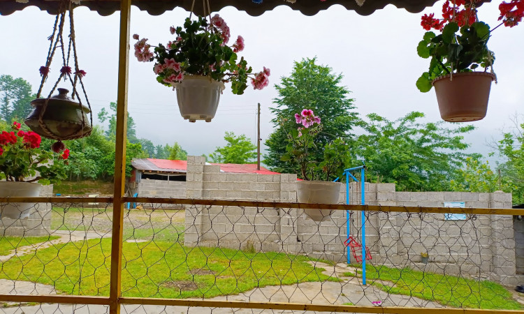 اجاره ویلای جنگلی زیتون