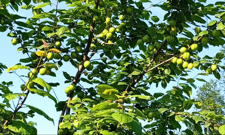 اجاره ویلای جنگلی زیتون