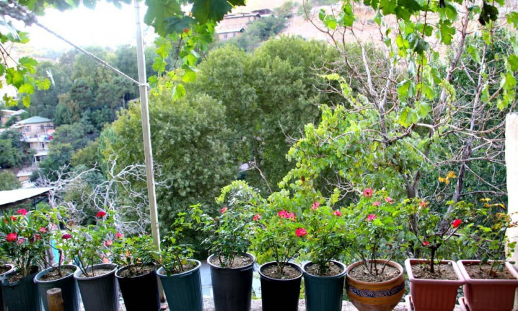 اجاره ویلا کوهستانی یک خوابه درکه