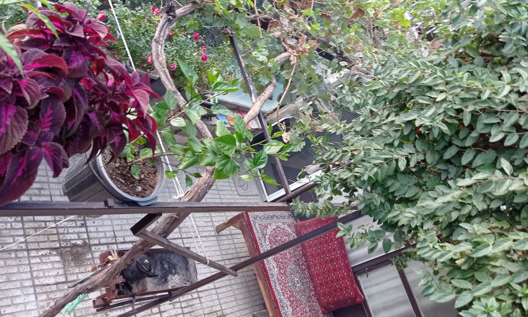 اجاره ویلا کوهستانی یک خوابه درکه