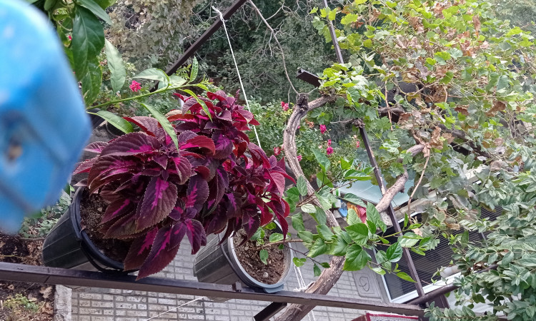 اجاره ویلا کوهستانی یک خوابه درکه