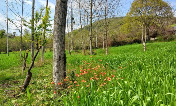 اجاره کلبه چوبی تکخوابه جنگلی