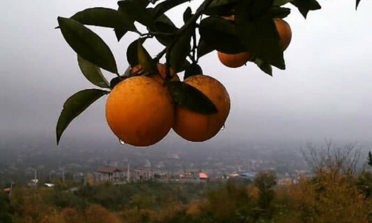 بوم‌گردی گته گلی خانه رامسر