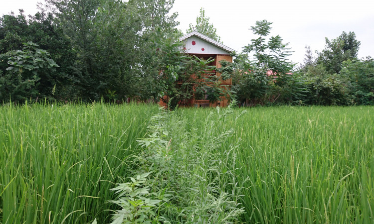 کلبه دوبلکس با جکوزی در روستای وشمه سرا