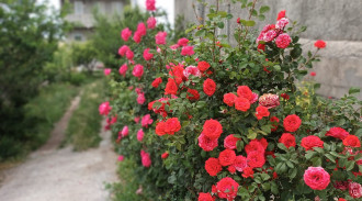 اجاره ویلا دربستی دو طبقه فانوس شب