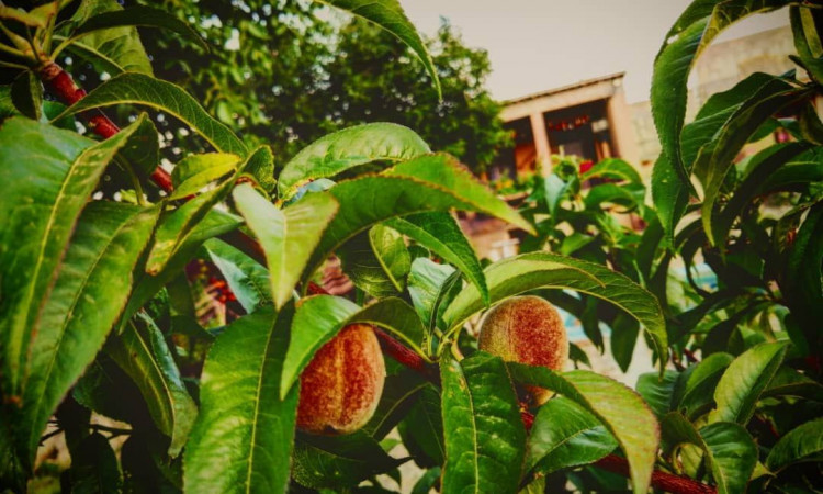 رزرو اقامتگاه بوم‌گردی آژند (اتاق دنا)