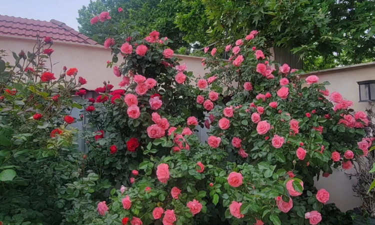 اجاره ویلای دورهمی 1 با استخر آبگرم سرپوشیده کردان