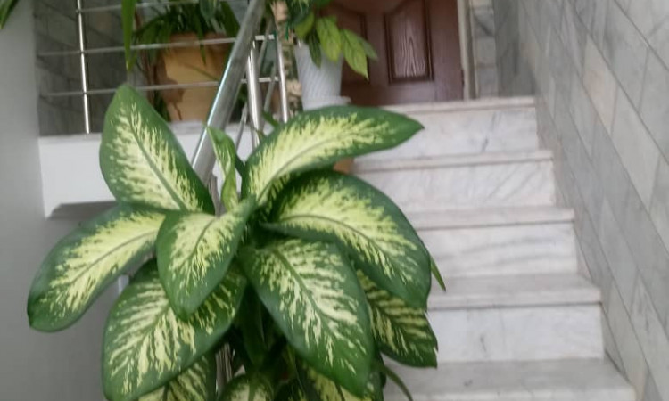 اجاره آپارتمان تکخوابه دربستی شمشاد یزد