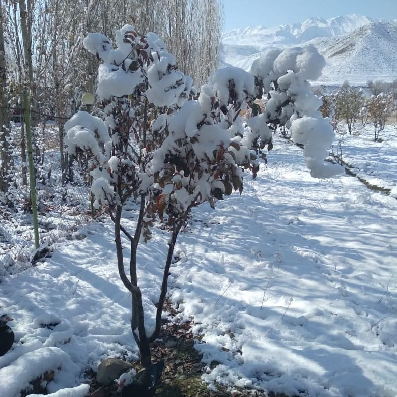 کلبه چوبی رو به رودخانه. باران