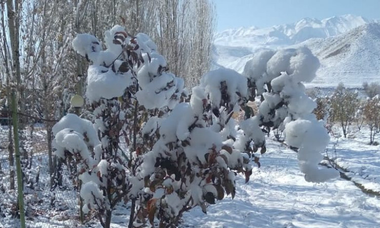 کلبه چوبی باران با استخر سانسی