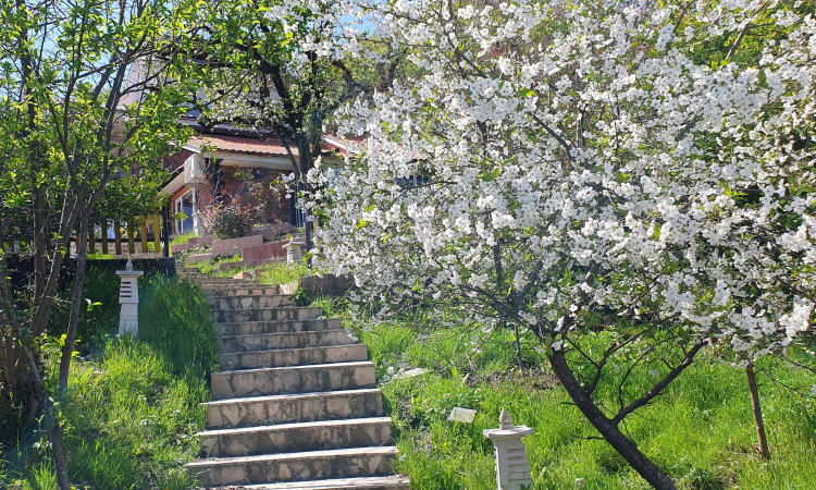 اجاره ویلای جنگلی آستارا