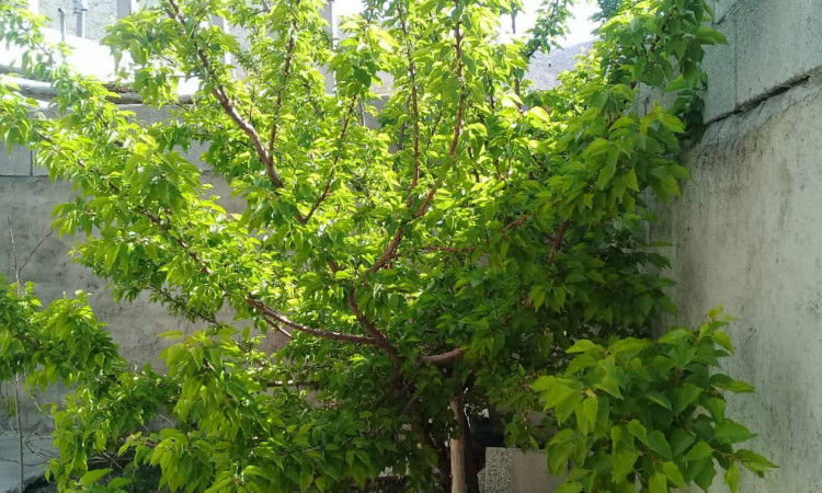 اجاره خانه ویلایی یک خوابه کوهرنگ