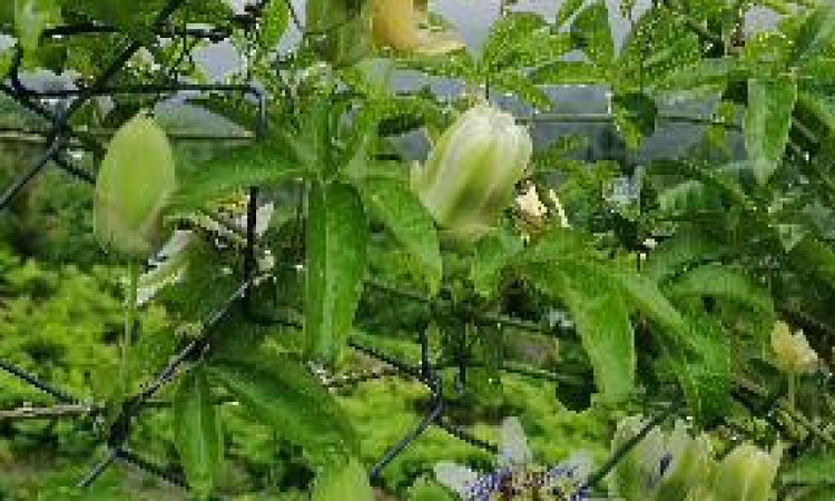 اجاره ویلا گیلانا حلیمه جان