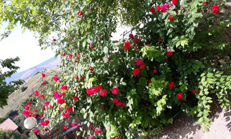 اجاره ویلا ویودار جنگلی