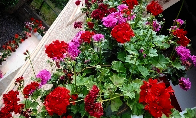اجاره ویلا جنگلی دوبلکس سه خوابه جکوزی دار