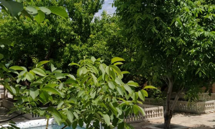 فيلا حديقه، مسبح صيفي كود 330