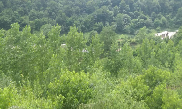 اجاره آپارتمان جنگلی واحد 2