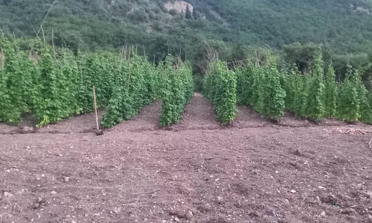 السياحة البيئية في زربين (شرفة خشبية)