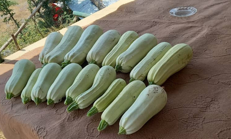 السياحة البيئية في زربين (شرفة خشبية)