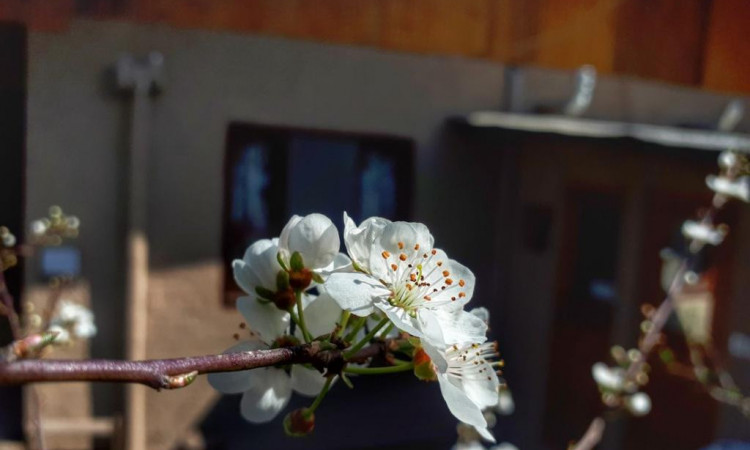 بوم گردی افضل روآر(اتاق بالا کِلِسی)