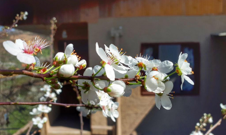 بوم گردی افضل روآر(اتاق بالا کِلِسی)