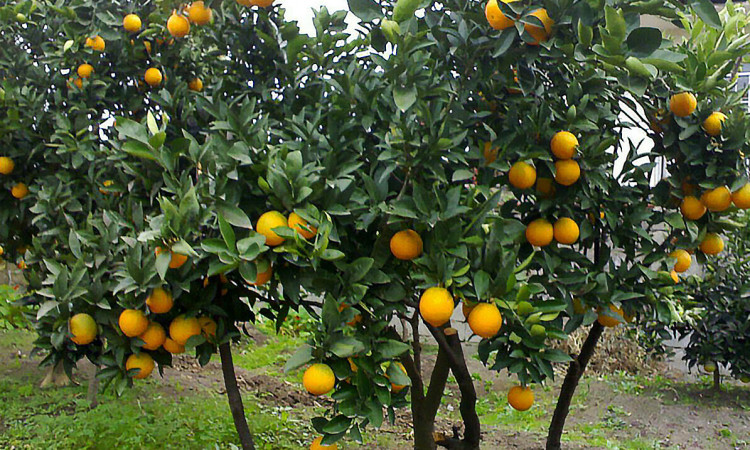 اجاره ویلا باغ موسوی ، 2 خوابه درتالش