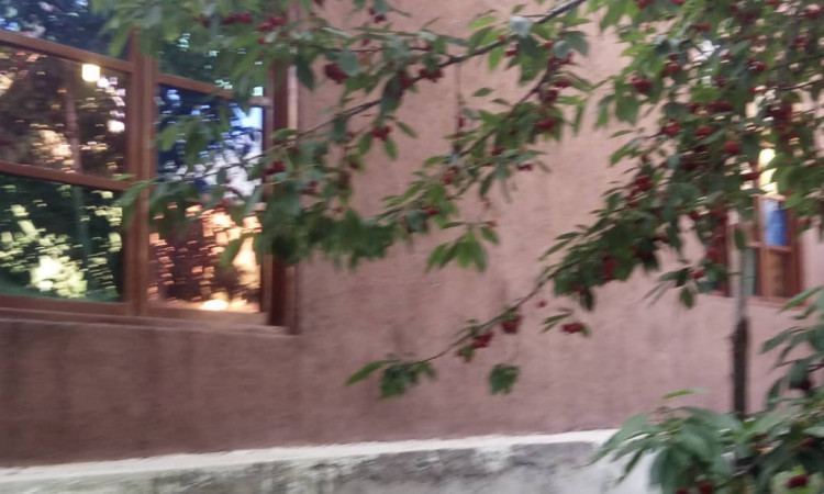 بومگردی شکوفه های گیلاس