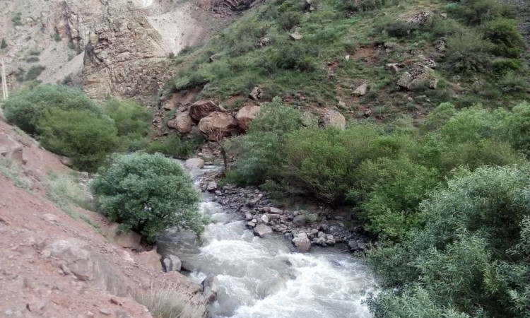 بومگردی شکوفه های گیلاس
