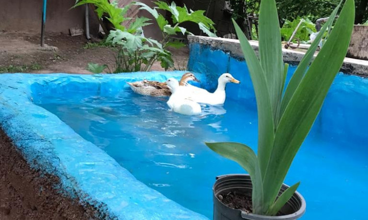 بومگردی شکوفه های گیلاس