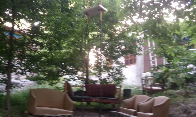 بومگردی شکوفه های گیلاس