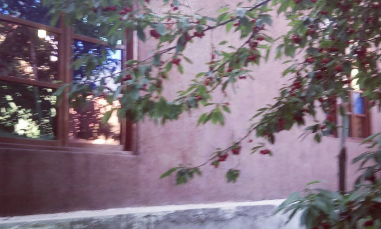 بومگردی شکوفه های گیلاس