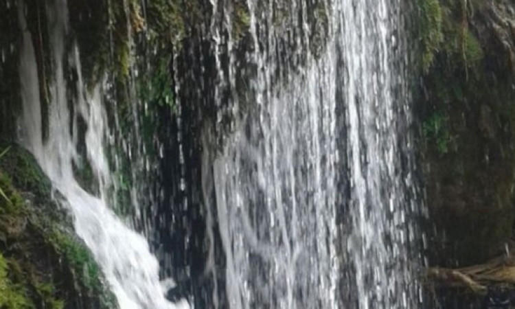 اجاره ویلا باغ پاچنار