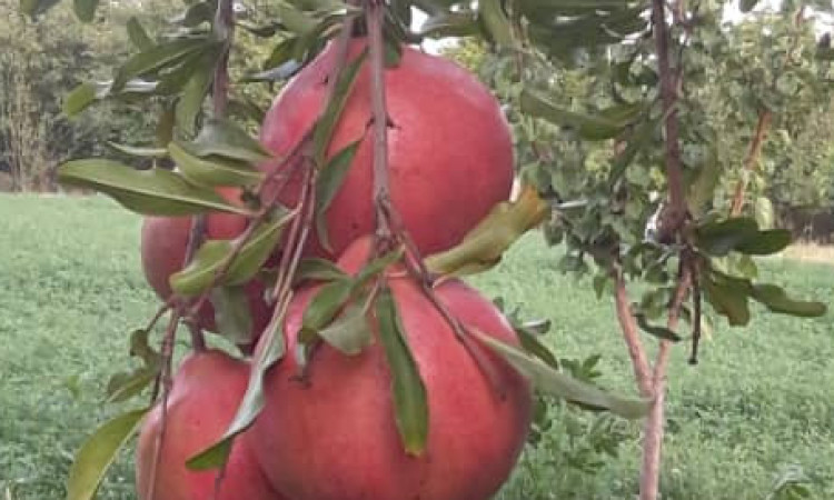 رزرو بوم گردی شه م اتاقک چوبی
